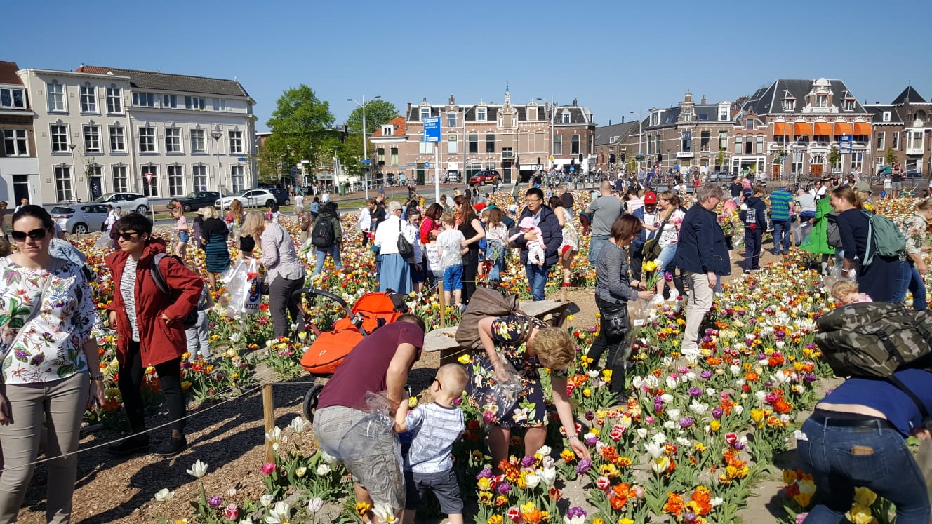 Delft Bloeit